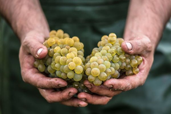 Les vendanges du vignoble nantais ont commencé lundi 10 septembre.