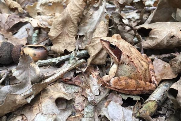 Grenouille Rousse- Forêt de Lacanau - Gironde (33)