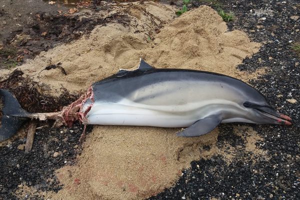 Image d'illustration - Dauphin mort retrouvé échoué plage du Loch (Morbihan)