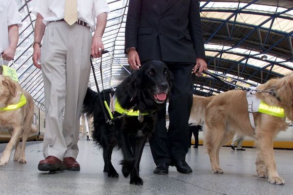 Les animaux de plus de 10 kilos sont acceptés jusqu'à la fin du mois d'août. 