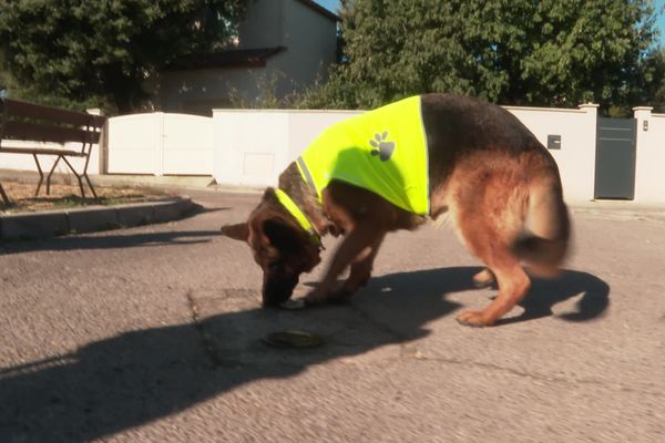 3 chiens sont actuellement dressés sur le sud du pays pour détecter des fuites d'eau dans les réseaux de canalisation