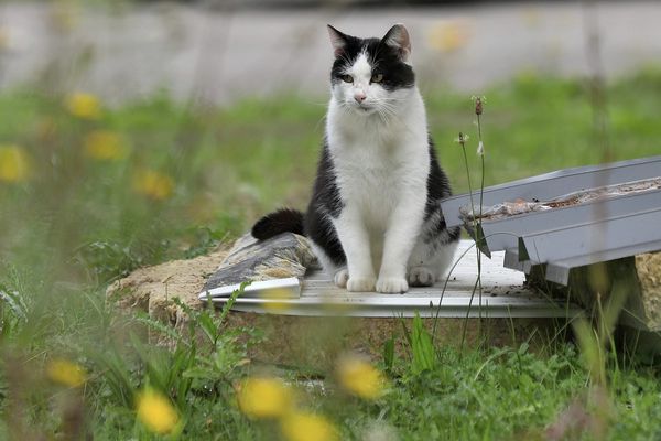 Les chats errants seront capturés, stérilisés, identifiés puis relâchés.