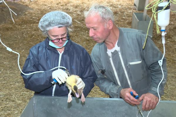 La vétérinaire montre les bons gestes à adopter auprès de l'éleveur de canards Christian Serieys.