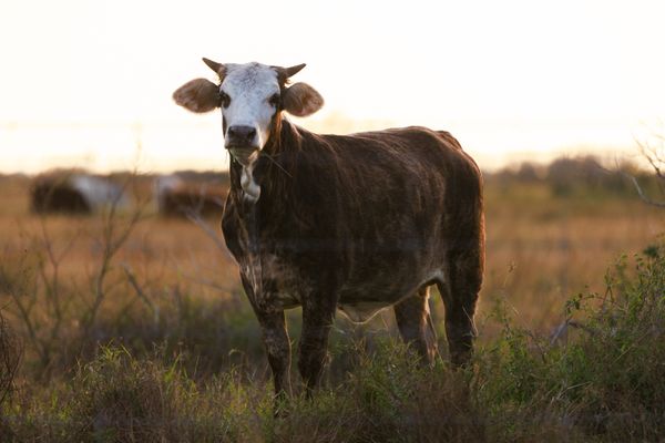 Des cas de grippe aviaire ont été détectés chez des vaches laitières aux Etats-Unis.