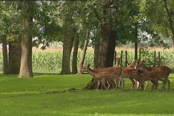 A Tavaux, le parc animalier des Verneaux accueille 150 animaux.