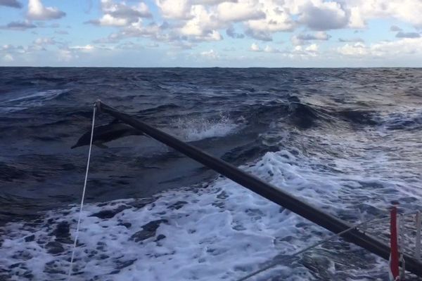 Un dauphin a suivi quelques instants le bateau de Tanguy de Lamotte, Initiatives Coeur