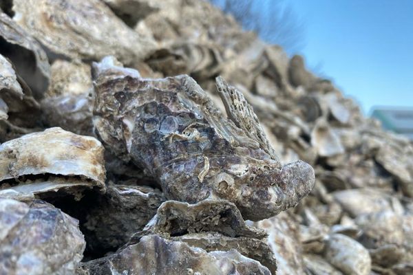 "J'ai trouvé l'initiative très bonne." À Quimperlé, une usine trie et recycle les coquilles d'huîtres.