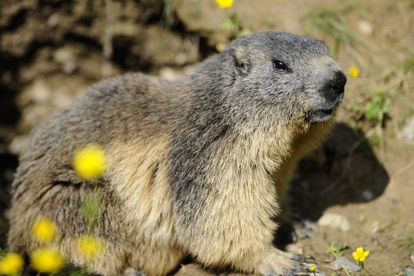 Illustration. Le tribunal administratif de Grenoble a décidé, ce mardi 24 octobre, de ne pas suspendre la chasse à la marmotte dans le département de la Savoie.