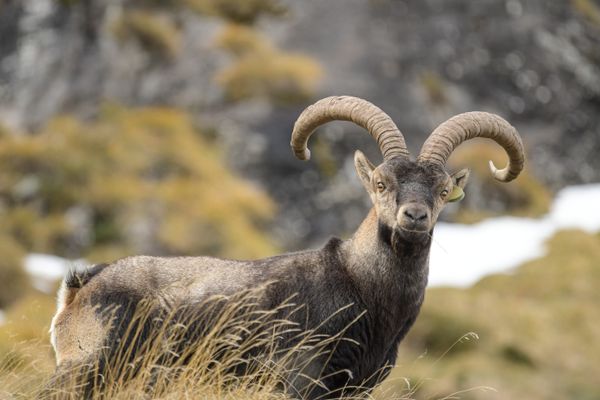 2024, l'année des bouquetins dans les Pyrénées ariégeoises.