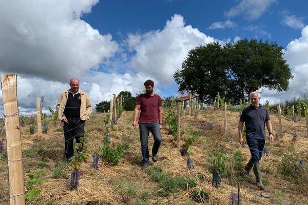 Le retour de la vigne en Creuse, l'une des conséquences du changement climatique