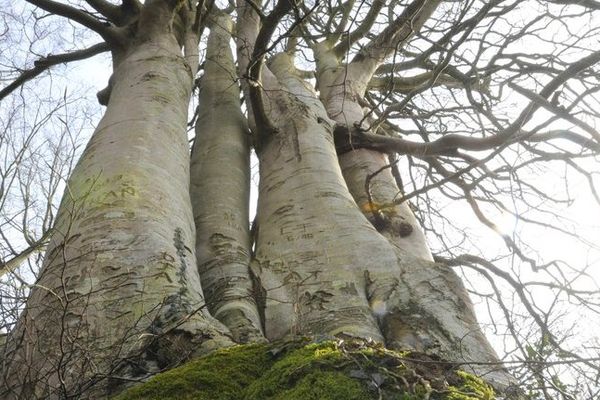 Ce hêtre de Desvres représente le Nord Pas-de-Calais au concours "L'arbre de l'année".