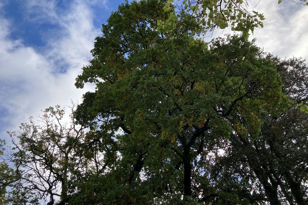 La forêt limousine pourrait souffrir de la tempête Ciaràn