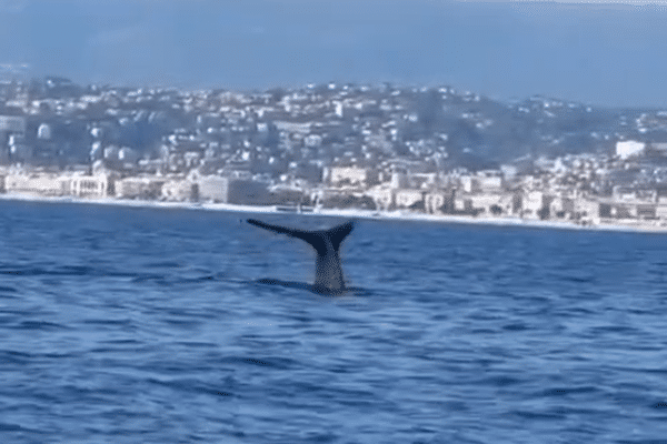 En sortie bateau pour faire du parachute ascensionnel, ces plaisanciers ont croisé la route d'un cachalot au large de Nice