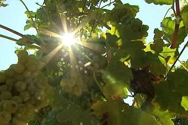 Les vignes sont prêtes pour les vendanges à Jonquières-Saint-Vincent, dans le Gard. Août 2015.