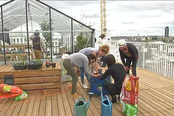 Des habitants expérimentent l'agriculture urbaine sur le toit de leur immeuble