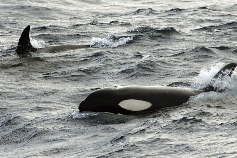 “Skipper Attacked by Killer Whales While Sailing Along Spanish Coast: A Terrifying Encounter”