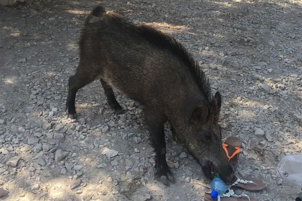 Des touristes ont eu peur du sanglier et ont quitté les lieux.