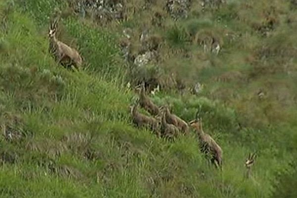 Des chamois entre Cantal et Lozère - juin 2014.