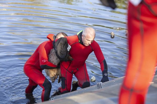 Plongeurs et équipe cynotechnique du SDIS de l'Oise ont été déployés pour sauver un chevreuil tombé dans un regard de collecte d'eau de pluie mardi 14 avril 2020