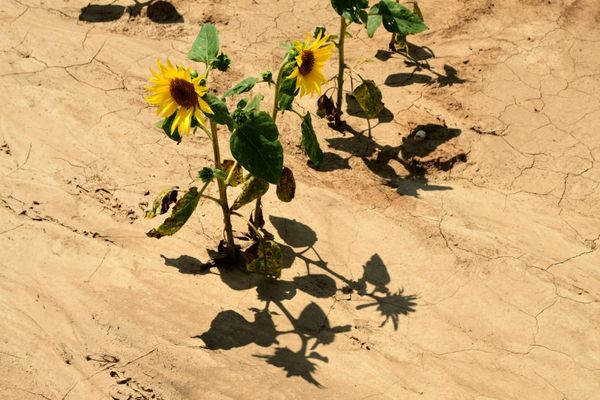 Tournesols à Saint Prim, en Isère, le 7 août 2024 (image d'illustration).