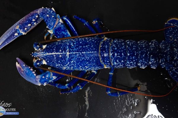 La femelle homard bleue pêchée au large des côtes vendéennes le 13 septembre dernier