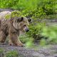 L'ours brun Barny s'est approché de trop près des humains, en Ariège en mai 2024 et en Catalogne en 2023. Image d'illustration.