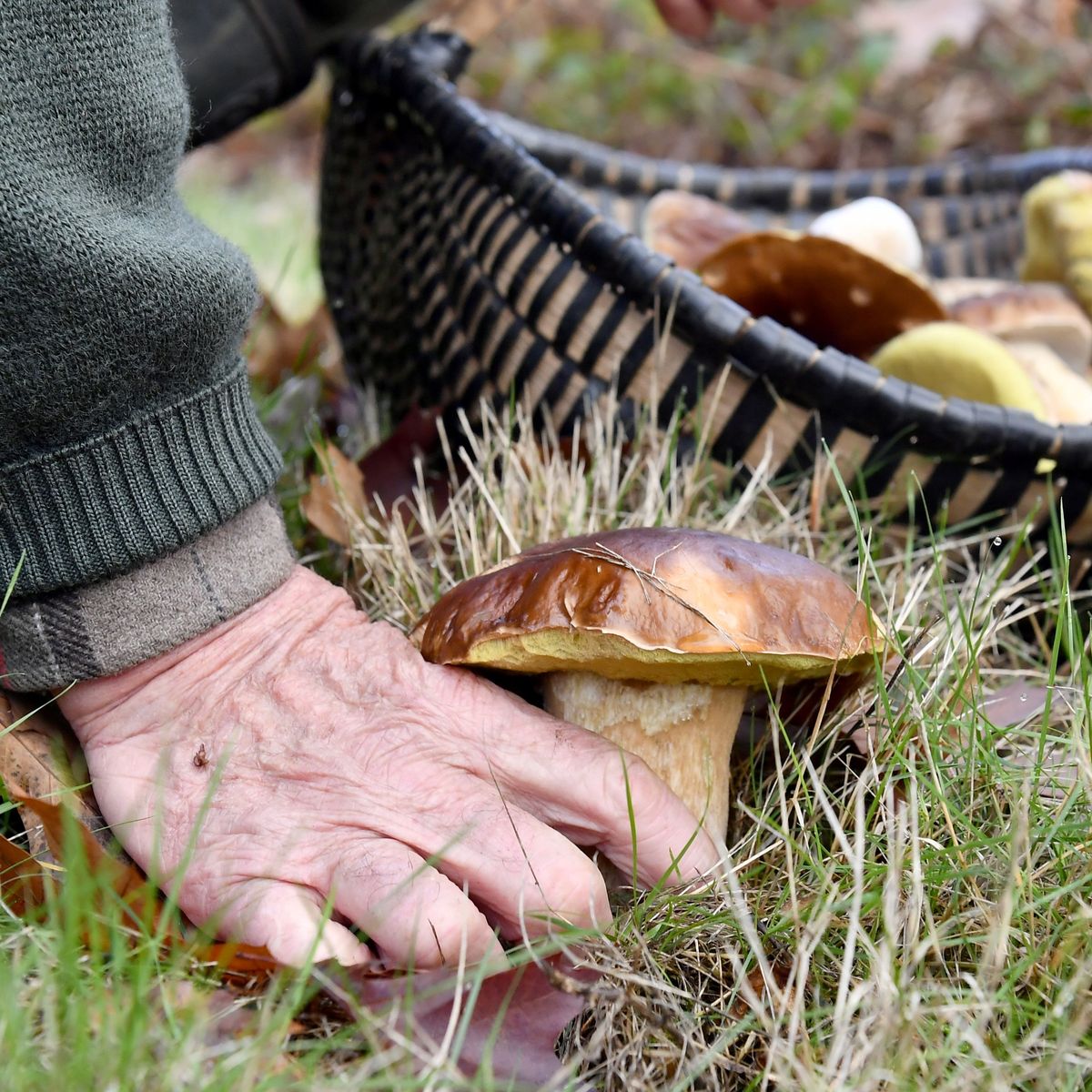 Y Aura T Il Plus De Champignons En Auvergne Avec La Nouvelle Lune