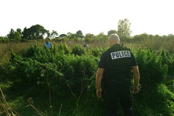 Les pieds ont été minutieusement comptés avant d'être détruits