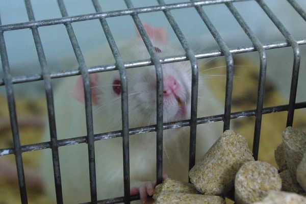 Les chercheurs ont observé que les rattes, au contact régulier de Roundup  3, lèchent davantage leurs petits. Analysés, leurs cerveaux montraient effectivement des modifications aux niveaux de l'hippocampe et du cortex préfrontal.