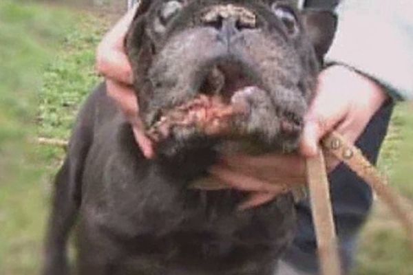 46 chiens maltraités dans le chenil à Séry-Magneval dans l'Oise