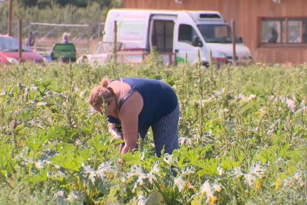 La cueillette de Servigny