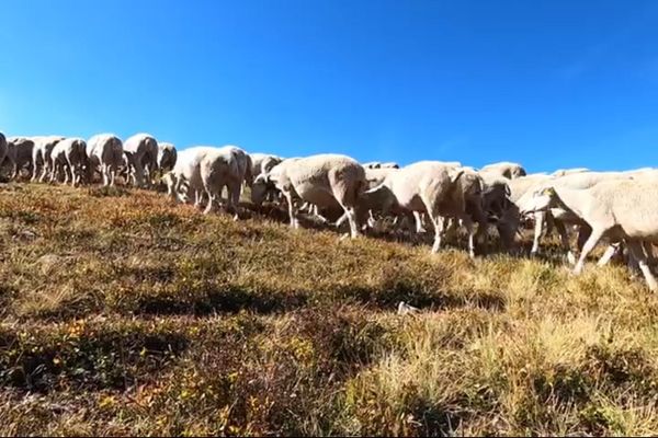 Des brebis du troupeau, sous le pic de Finiels au Mont Lozère, plus haut sommet du département, le 19 août 2020.