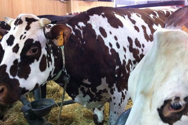 La vache Idéfix de la Manche a remporté le concours de la race normande 