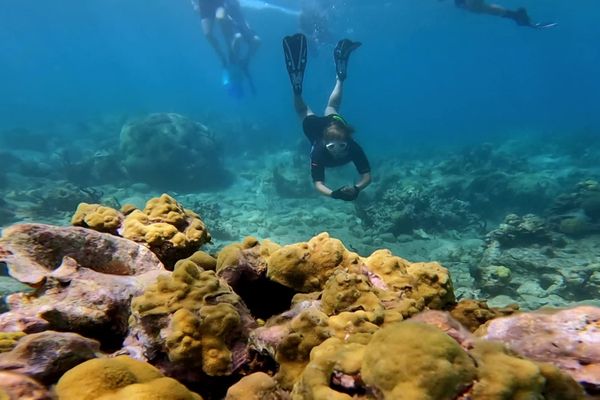 Les plongeurs remettent les coraux bouturés au fond de l'eau