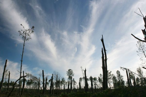 Photo d'archives : un an après le passage de la tempête Klaus, la forêt dévastée à Ygos-Saint-Saturnin, le 8 janvier 2010. 
