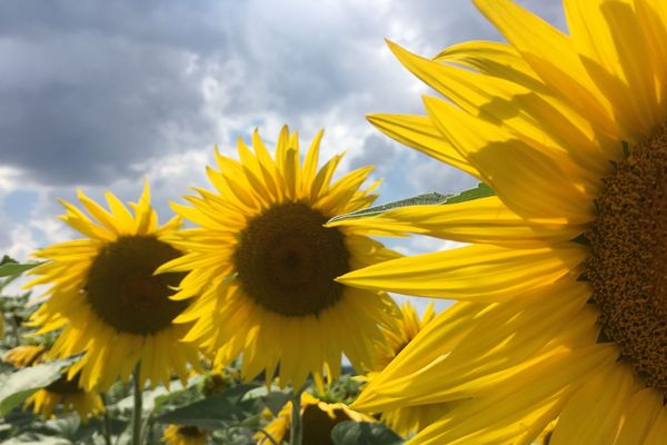 Les formes rondes des tournesols