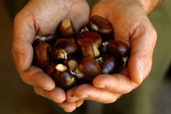 La châtaigne est un trésor qui se découvre à l'automne. Dans le Var, la production est baisse constante : elle est passée de 4 000 tonnes en 1960, à moins de 300 aujourd'hui.