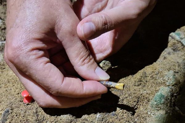 La dent de 70 000 ans découverte sur le site de Montmaurin.