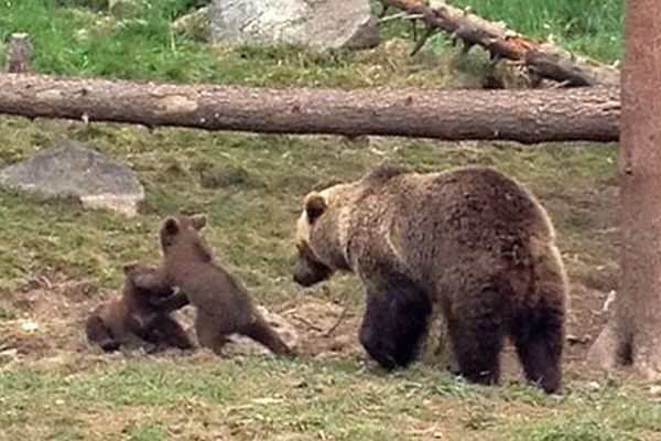 Les Angles (Pyrénées-Orientales) - 3 oursons sont nés au parc animalier. La maman Cannelle se porte très bien- juin 2015.