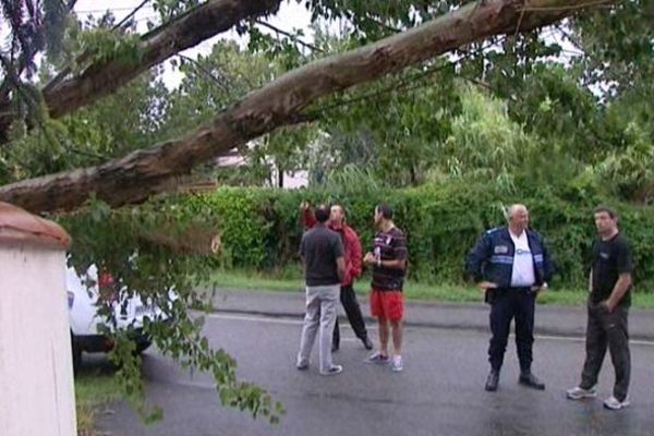 Quelques arbres ont été déracinés