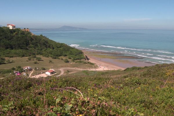 Près de 900 intoxications dûes à la microalgue Ostreopsis sur la côte basque depuis 2021.