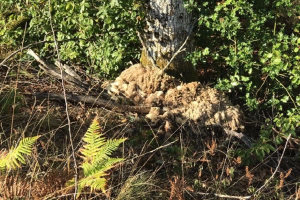 A Ayrens, dans le Cantal, une petite route communale s'est transformée en décharge illégale pour carcasses d'animaux, la mairie a déposé plainte.