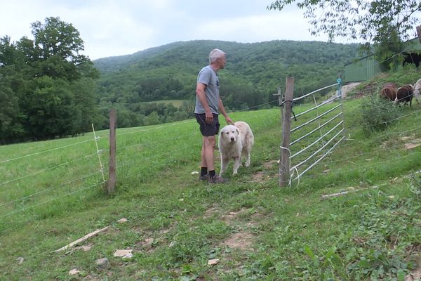 Ariège - C'est le troisième Patou en quatre ans qui trouve la mort dans une attaque d'ours, dans ce secteur. juillet 2021.