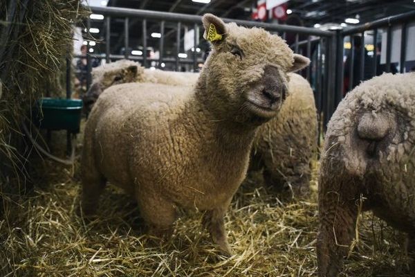 24 producteurs de l'Île-de-France sont présents au Salon de l'agriculture 2019.