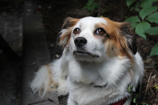 Le refuge animalier de Saint-Dizier vient en aide à de nombreux chiens abandonnés et a besoin de dons pour fonctionner.