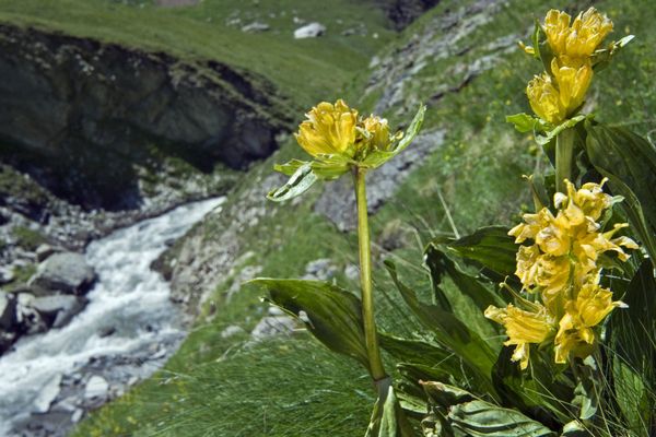 En photo, une Gentiane de Burser, reconnaissable à la pâleur de ses fleurs et souvent confondue avec la Gentiane jaune sa cousine.