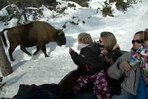 Un bison passe paisiblement près du traîneaux à Sainte-Eulalie (Lozère)