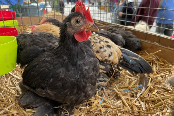 La traditionnelle foire aux picots est de retour ce dimanche 1er août dans le centre-ville de Lisieux (Calvados)