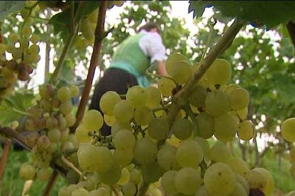 Vendange dans le vignoble allemand à Oberkirch