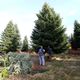 Un quart des sapins de Noël sur quatre français a poussé dans le Morvan.